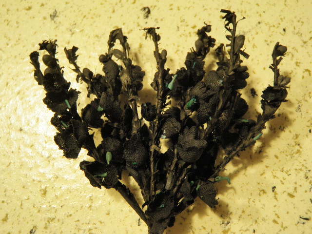 Millinery Flower Black Heather 12 stem Bunch for Hat Wedding + Hair NQ2a